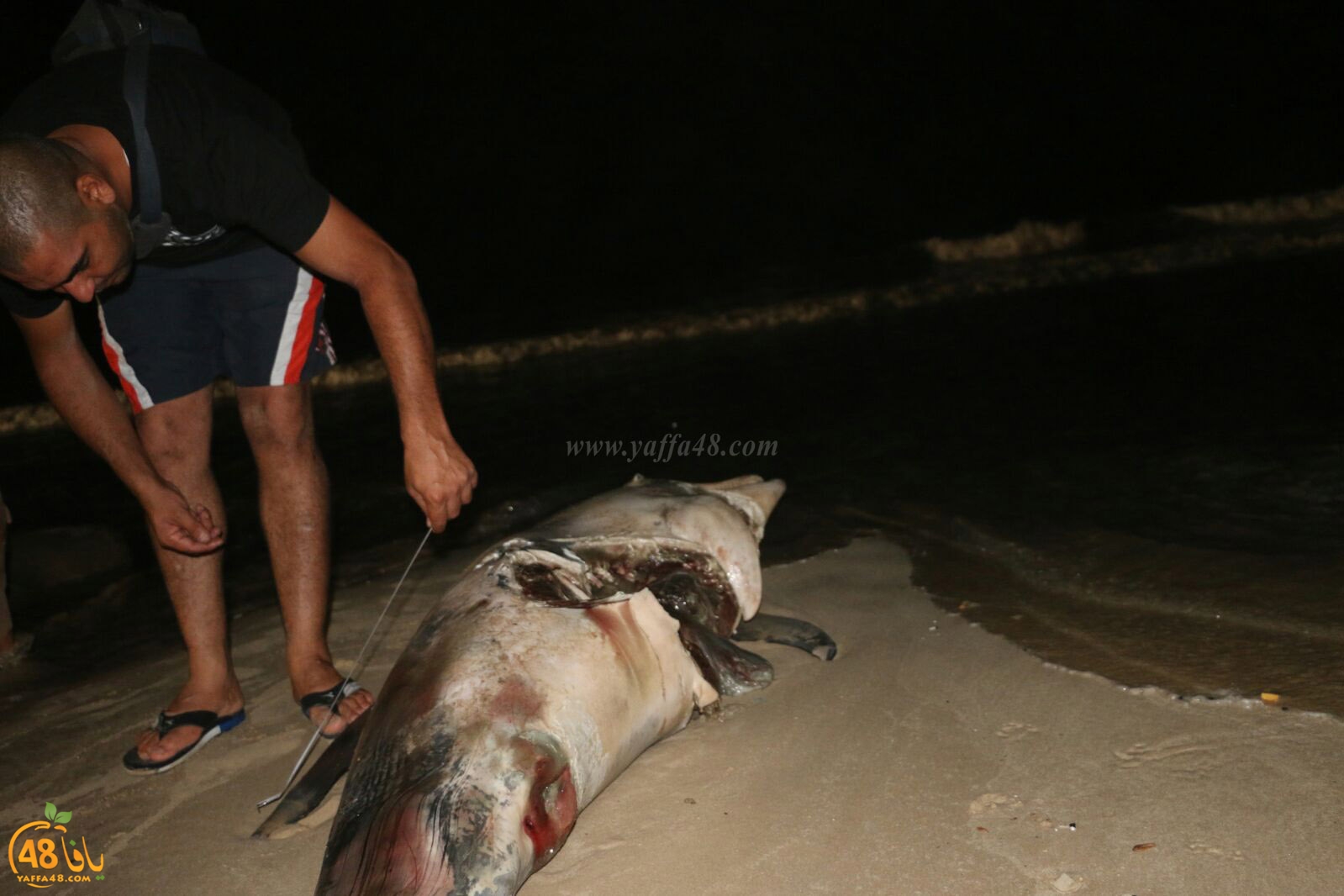 Ma3had dolphine (6).jpg